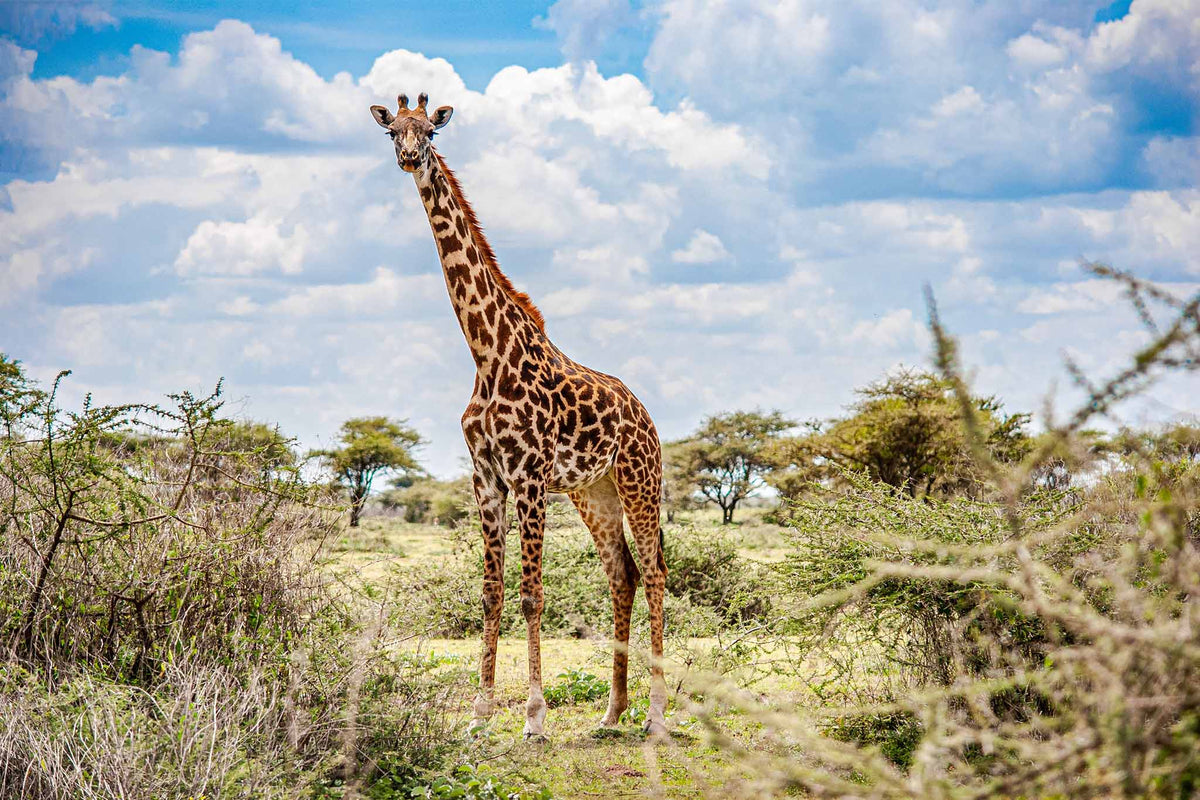 A giraffe stands in a grassy savanna landscape under a bright blue sky with large white clouds, surrounded by shrubs and trees.
