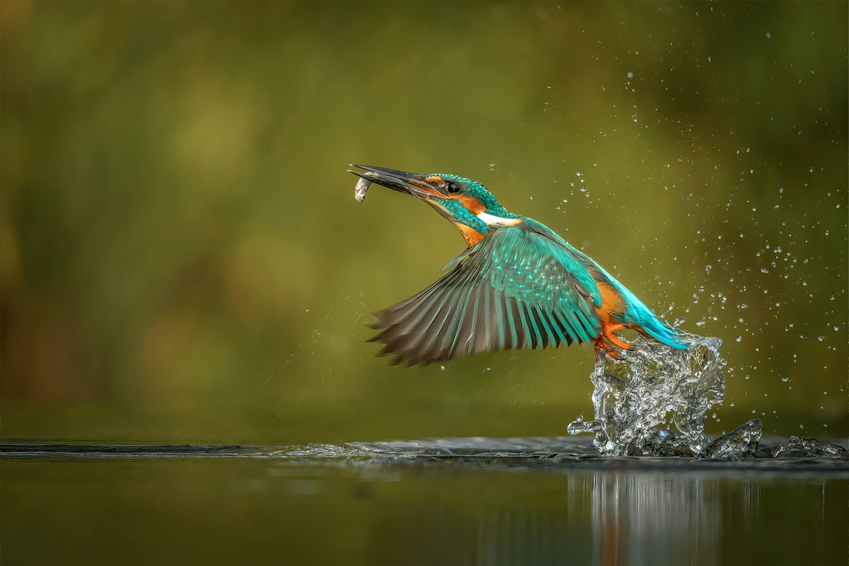 A vibrant green and orange kingfisher bird in flight over water, holding a small fish in its beak with a splash created around its legs, against a soft, blurred green background.